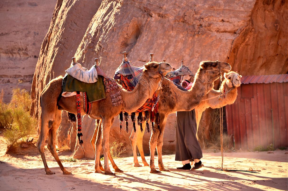 Camels - Desert Camping Experience in Wadi Rum