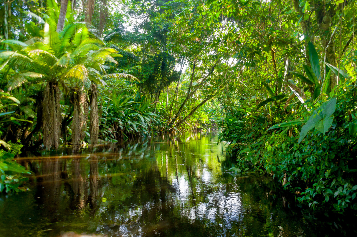 Brazil amazon jungle river paddle experience