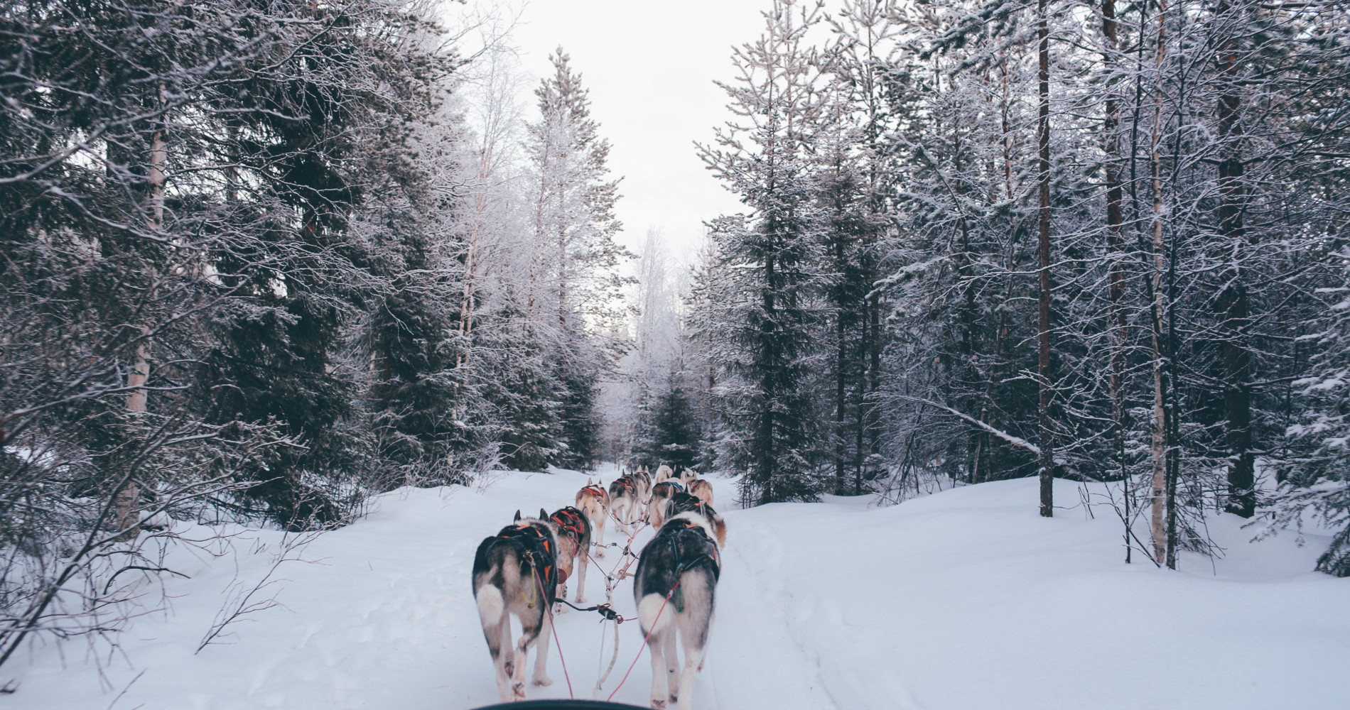 Dog Sledding in Scandinavia