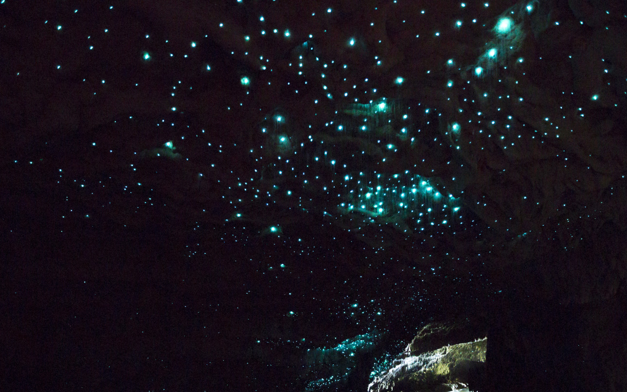 Glow Worm Caves in New Zealand