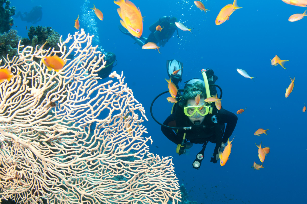 What wildlife will I see on the Great Barrier Reef